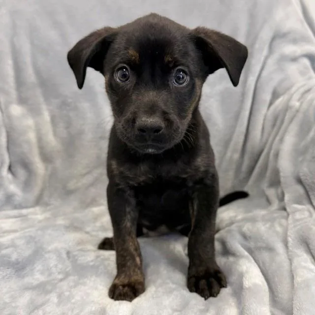 A baby small-sized male Black Labrador Retriever dog named Striker for adoption in Hawthorne, CA
