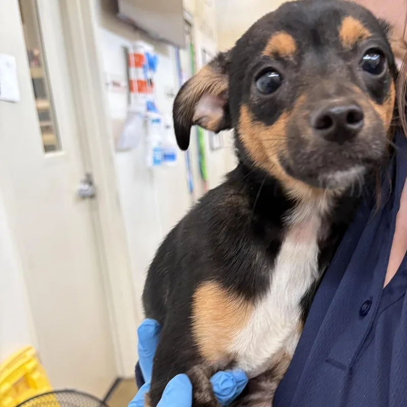A young small-sized male Brown / Chocolate Mixed Breed dog named 71448 for adoption in Harrisonburg, VA
