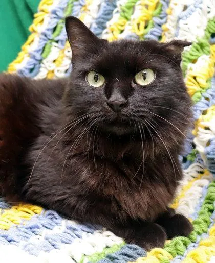 An adult small-sized female Domestic Medium Hair cat named Solstice for adoption in Largo, FL