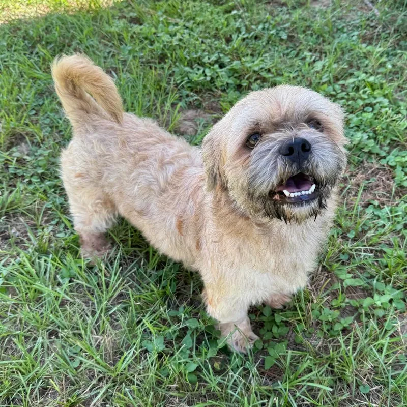 An adult small-sized male Yellow / Tan / Blond / Fawn Shih Tzu dog named Sir Biscotti for adoption in Houston, TX