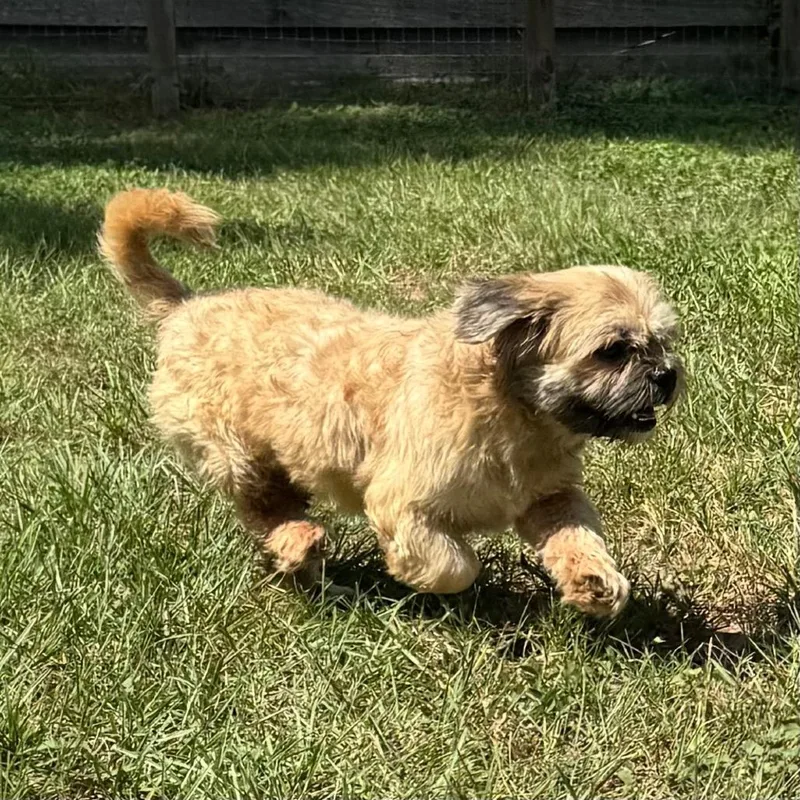 Sir Biscotti thumbnail 5