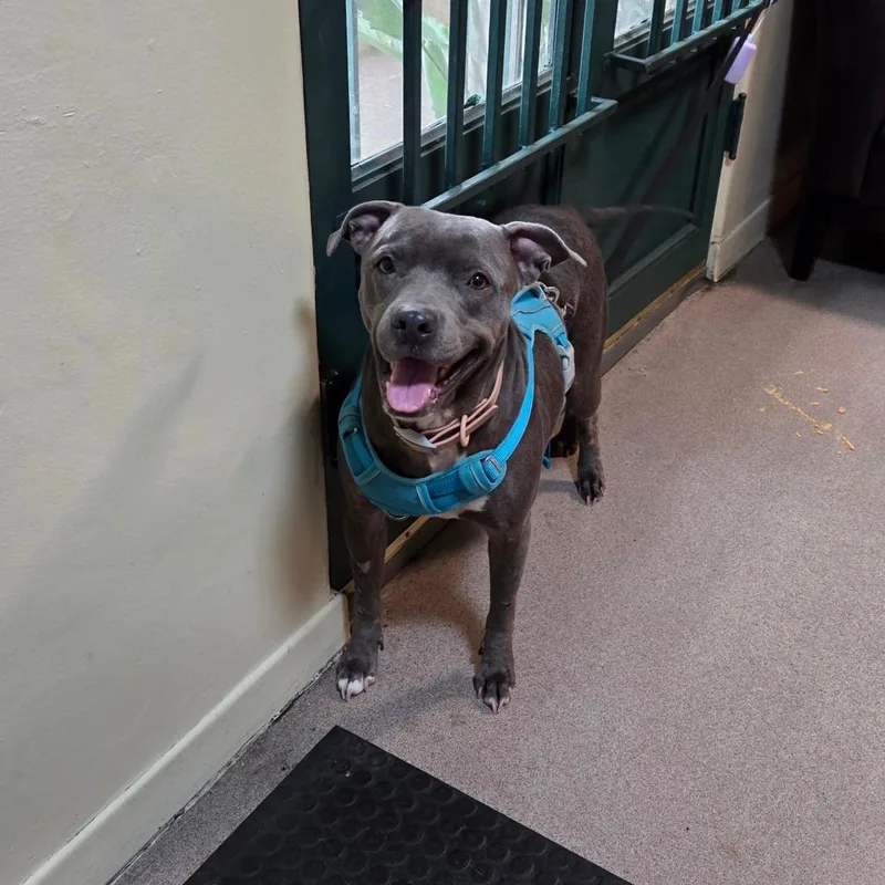 An adult medium-sized female Gray / Blue / Silver Pit Bull Terrier dog named Rosie for adoption in Pasadena, CA