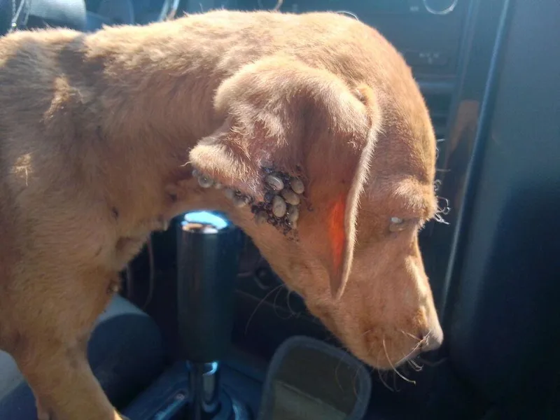 A baby medium-sized female Mixed Breed dog named Princess for adoption in Evergreen, CO