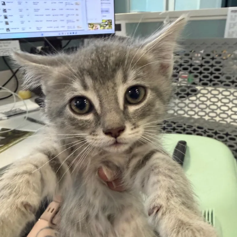 A baby small-sized female Gray / Blue / Silver Domestic Short Hair cat named Doris for adoption in Greensboro, NC