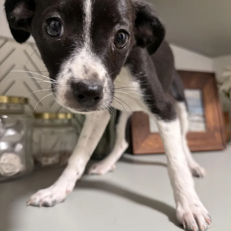 A baby small-sized female Chihuahua dog named Lady Grey for adoption in Eugene, OR