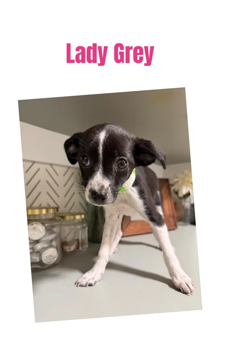 Lady Grey thumbnail 4