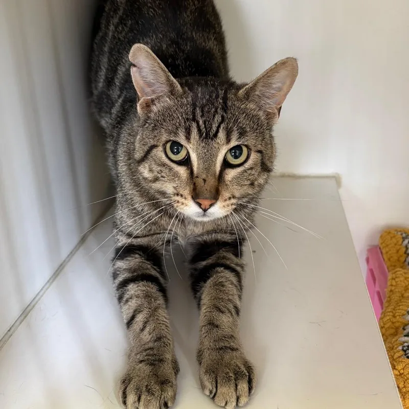 An adult medium-sized male Brown / Chocolate Domestic Short Hair cat named Ronald for adoption in Norfolk, NE