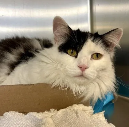 An adult large-sized female Black & White / Tuxedo Domestic Long Hair cat named Dora for adoption in Lafayette, IN