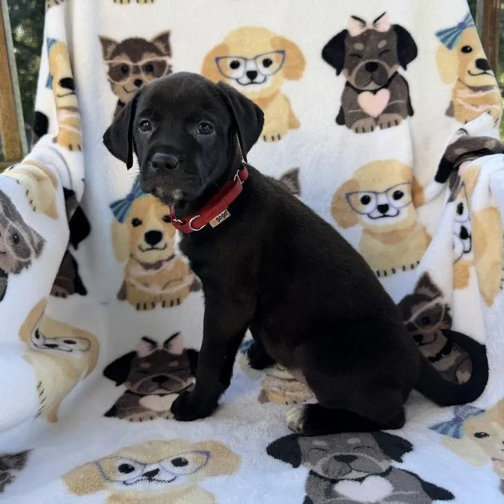 A baby small-sized female Black Terrier dog named SheFish for adoption in Carencro, LA