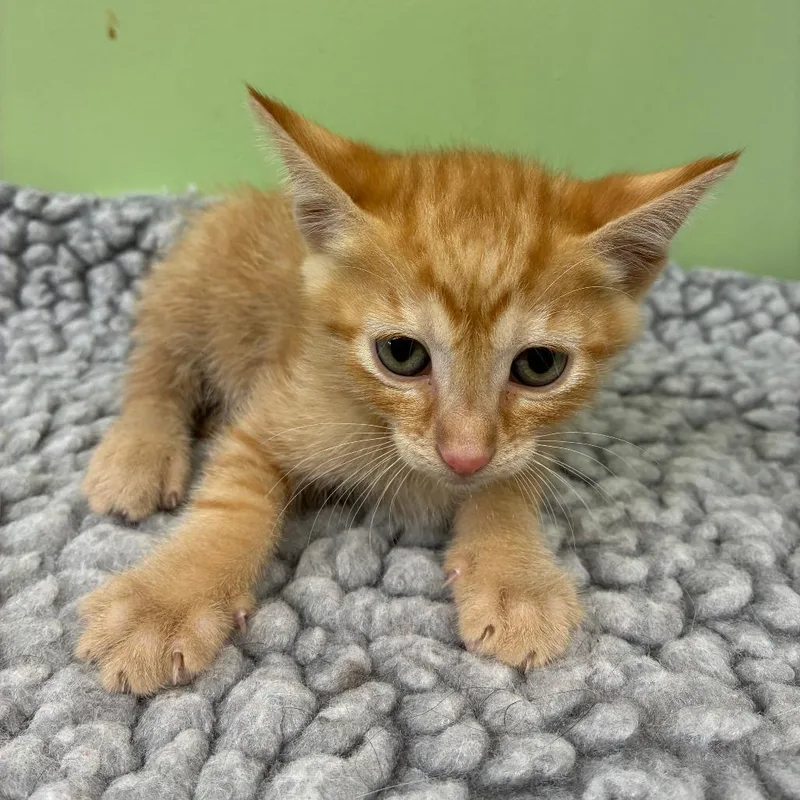 A baby small-sized male Orange / Red Domestic Short Hair cat named Parmigiano Reggiano for adoption in St. Helena, CA