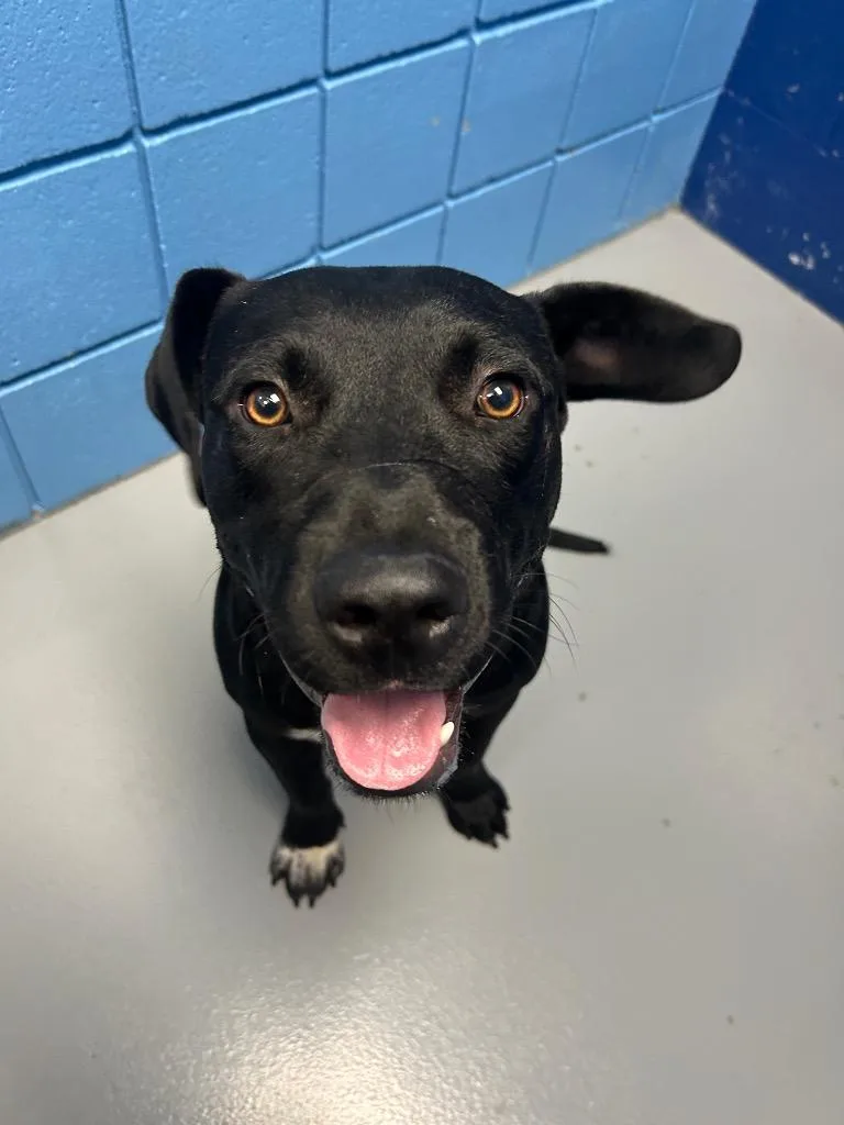 A young medium-sized male Pit Bull Terrier dog named Butler for adoption in Hartsville, SC