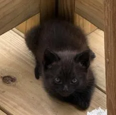 A baby small-sized female Tortoiseshell Domestic Medium Hair cat named Mocha for adoption in Liverpool, TX