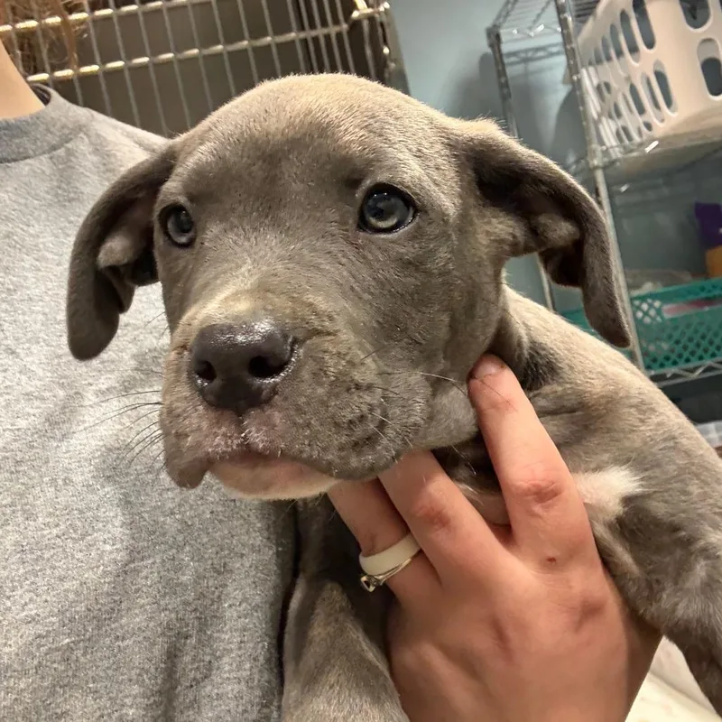 A baby small-sized male Gray / Blue / Silver Mixed Breed dog named Frosty for adoption in Chattanooga, TN