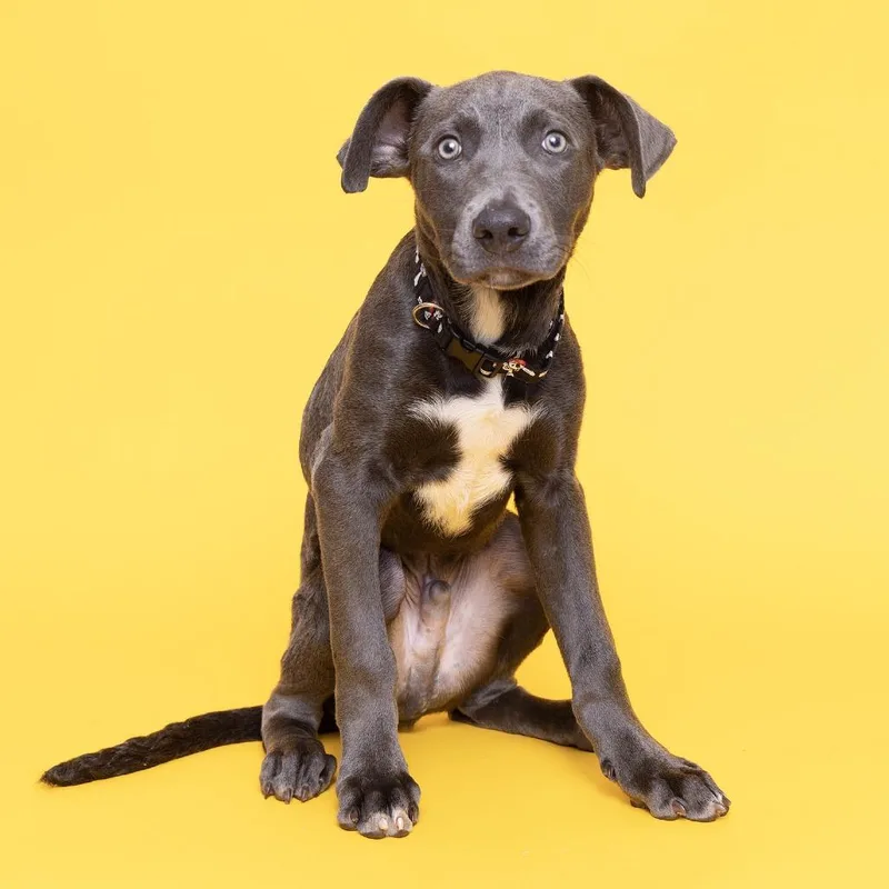 A baby small-sized male Gray / Blue / Silver Mixed Breed dog named Noodle for adoption in Franklin, TN