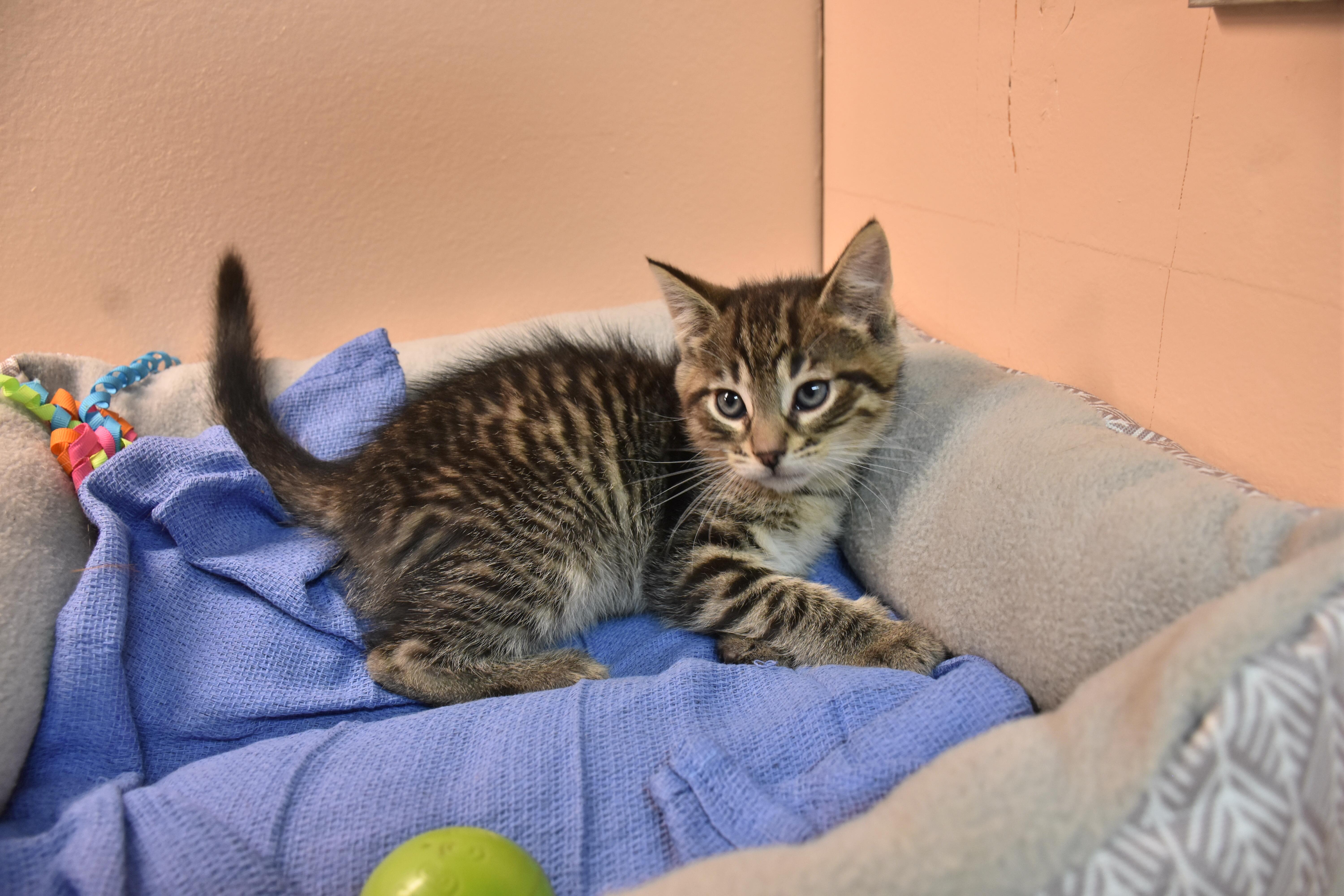 A baby small-sized male Tabby (Brown / Chocolate) Domestic Short Hair cat named Coconut for adoption in North Judson, IN
