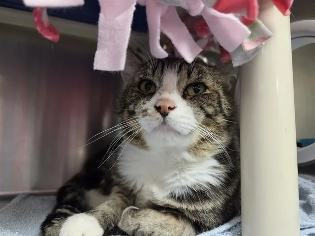 Kylo