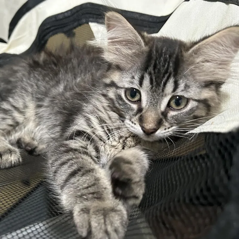 A baby small-sized female Brown / Chocolate Domestic Long Hair cat named Glitter for adoption in Dearborn, MI