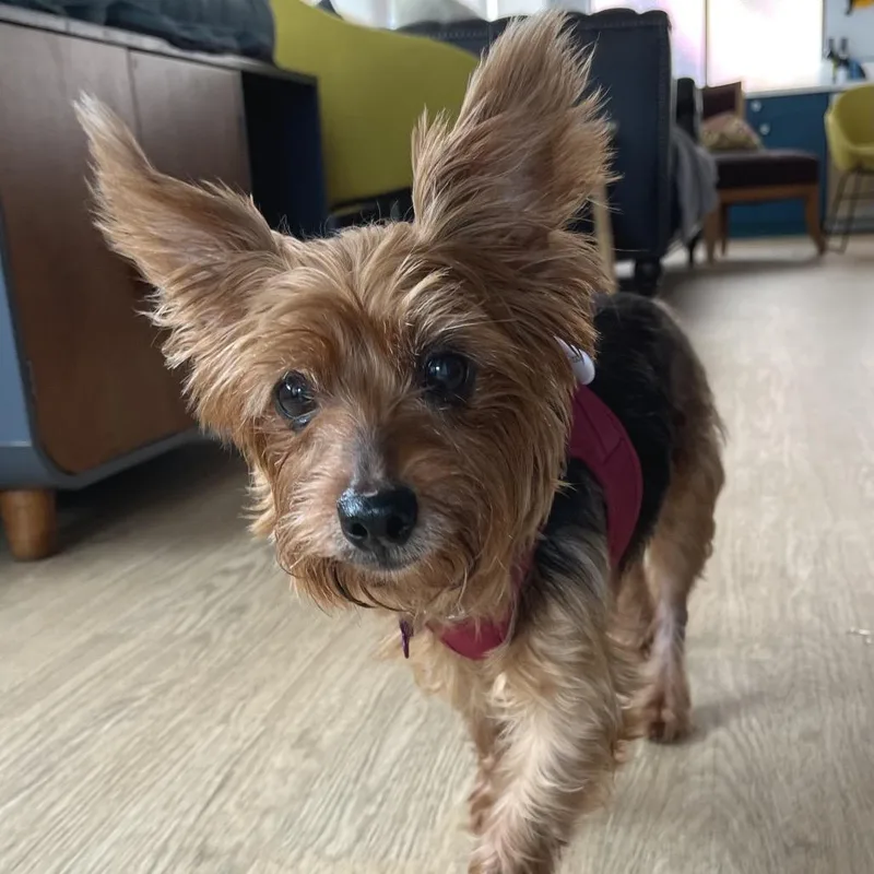 A senior small-sized female Brown / Chocolate Yorkshire Terrier dog named Sixpence for adoption in San Francisco, CA
