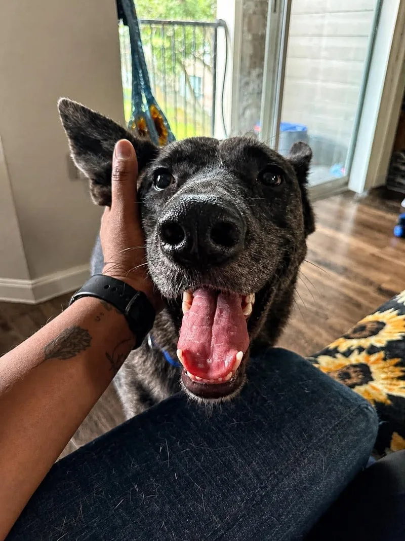 A young medium-sized male Merle (Blue) Catahoula Leopard Dog dog named Trout for adoption in Houston, TX