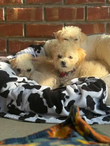 A young small-sized male Poodle dog named Tiny for adoption in Southern Pines, NC