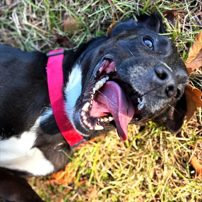An adult medium-sized male Labrador Retriever dog named Kylo for adoption in Lufkin, TX