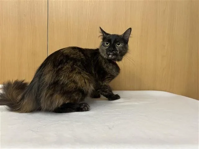A young medium-sized female Domestic Medium Hair cat named Opa for adoption in Saint Louis, MO