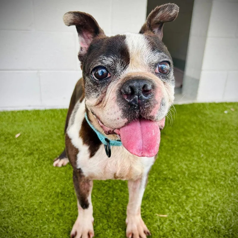 A senior medium-sized male Black Mixed Breed dog named Paul for adoption in Englewood, FL