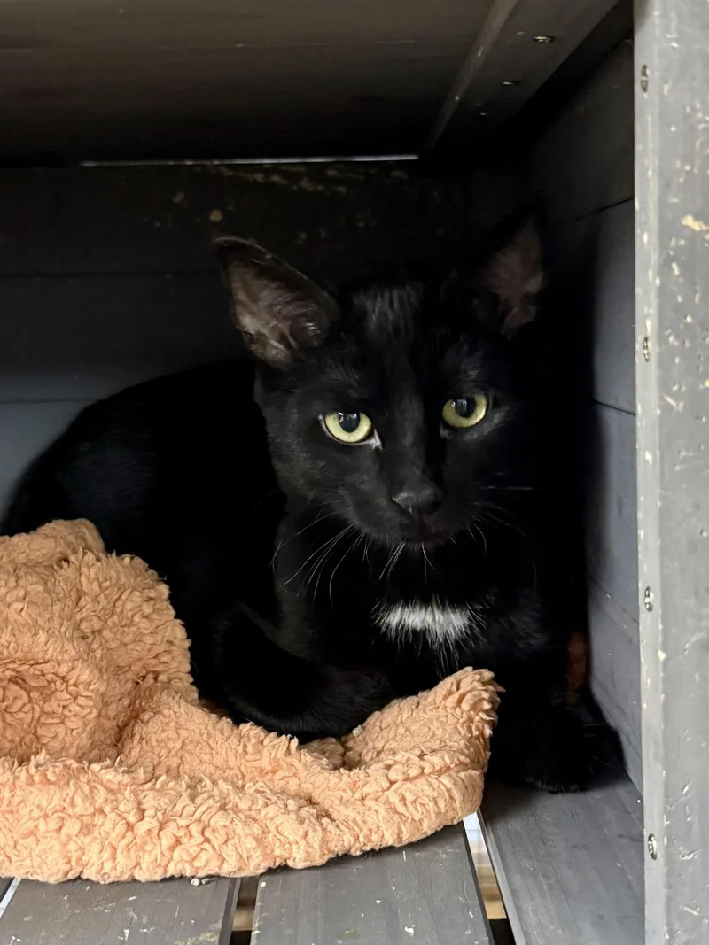 Cat  Velvet thumbnail 2