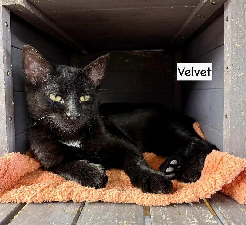 Cat  Velvet thumbnail 3