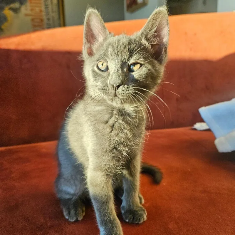 A baby small-sized male Gray / Blue / Silver Domestic Medium Hair cat named Russet for adoption in New York, NY
