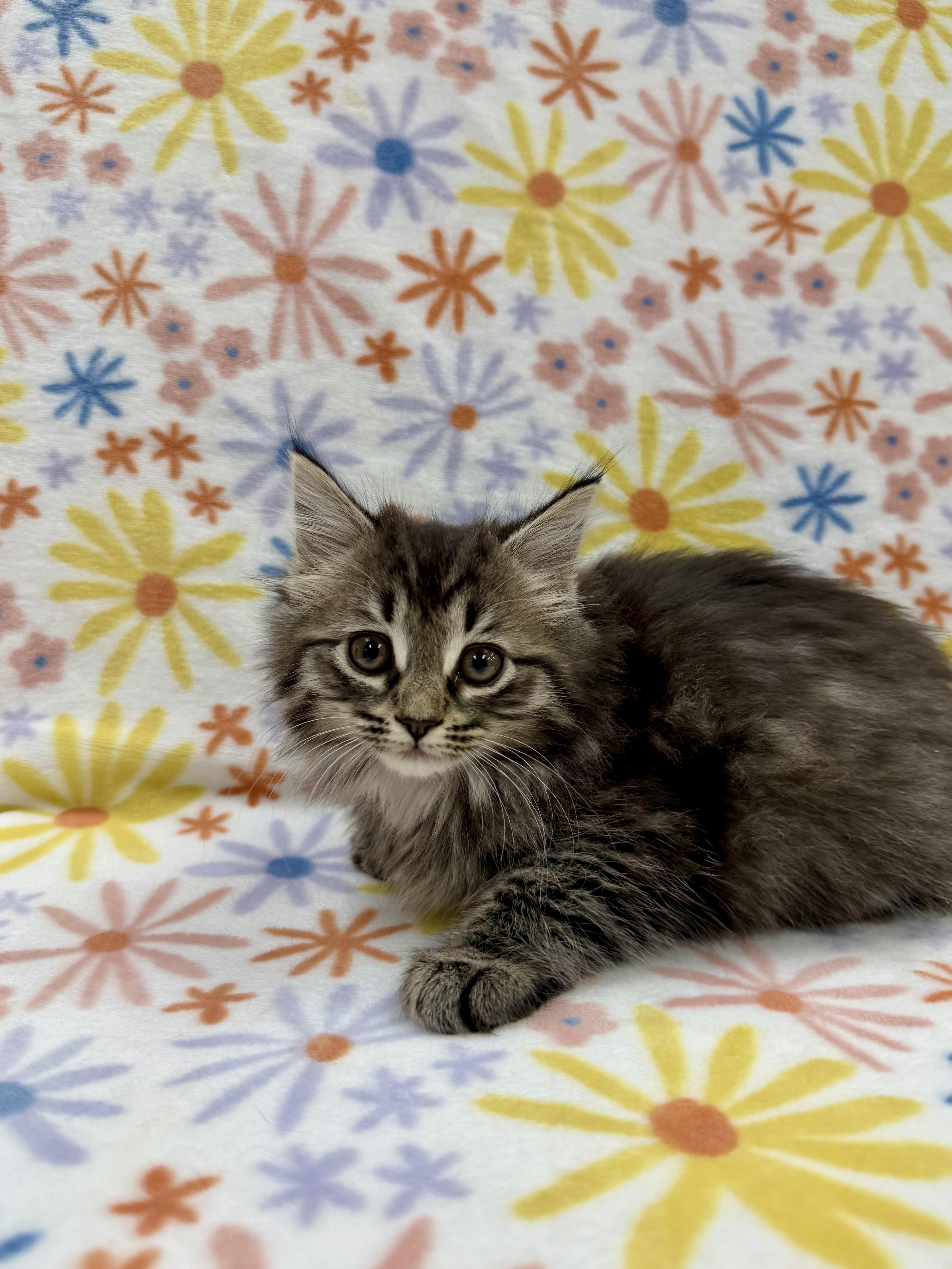 A baby medium-sized female Tabby (Brown / Chocolate) Domestic Long Hair cat named Adelaide for adoption in Columbus, OH
