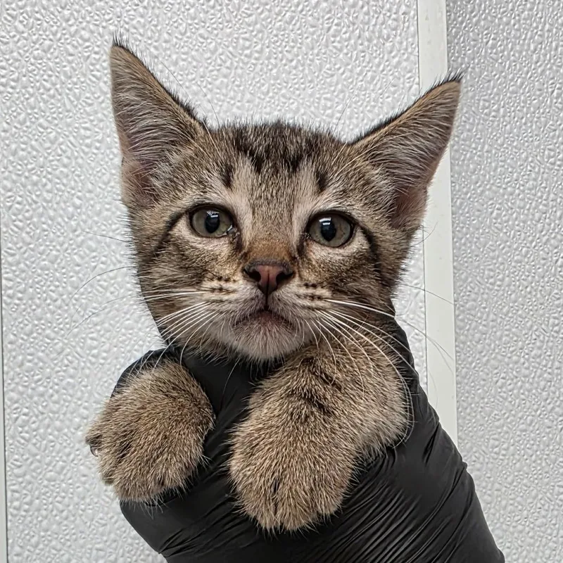 A baby small-sized male Brown / Chocolate Domestic Short Hair cat named Teddy for adoption in Abilene, TX