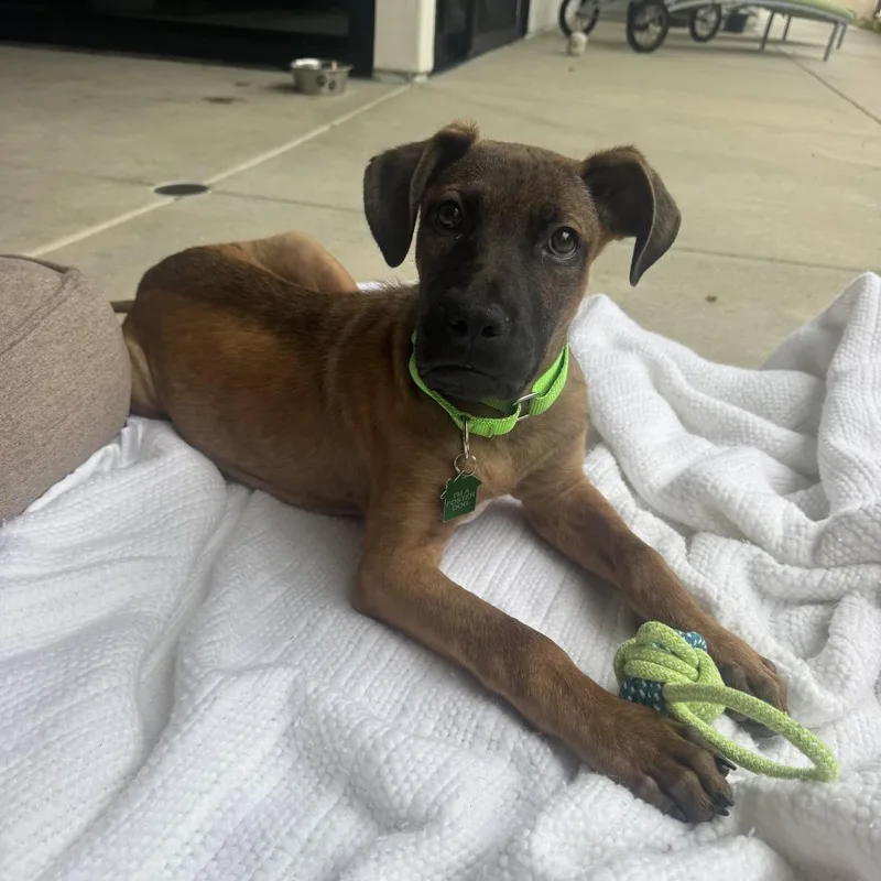 A baby medium-sized male Brindle Shepherd dog named Banks for adoption in San Diego, CA