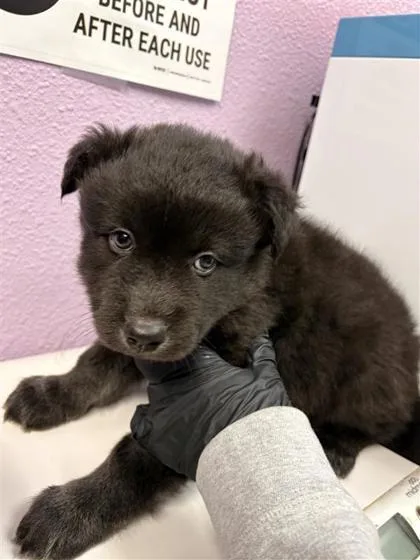 A baby small-sized male Mixed Breed dog named Pup for adoption in El Paso, TX