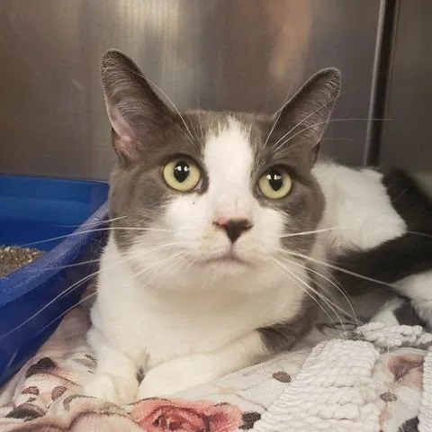 An adult large-sized female Gray / Blue / Silver Domestic Short Hair cat named Nova for adoption in Perkiomenville, PA
