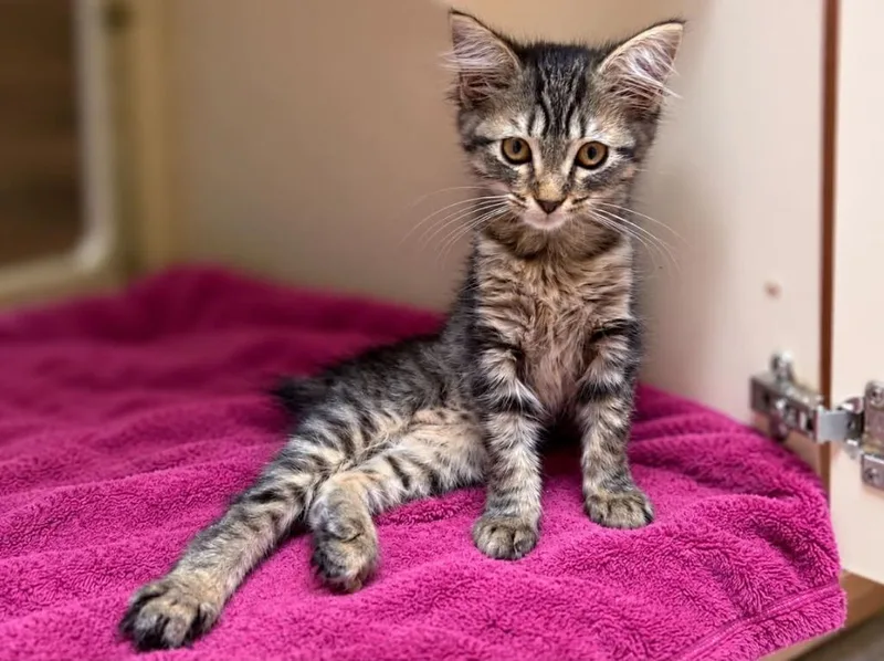 A baby small-sized female Domestic Medium Hair cat named Monte Cristo for adoption in Sebastian, FL