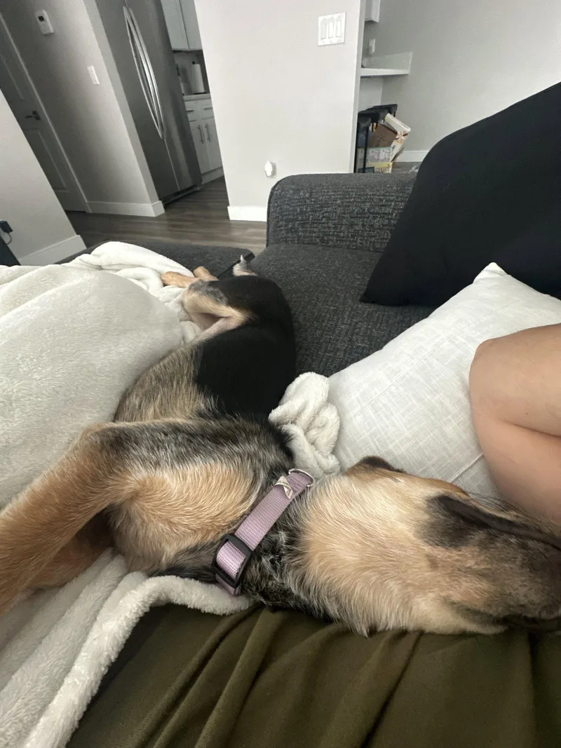 A young medium-sized female German Shepherd Dog dog named Hazel for adoption in San Diego, CA