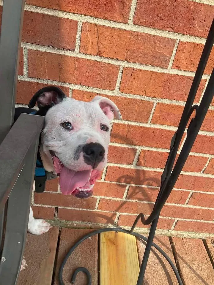 A baby medium-sized male Pit Bull Terrier dog named Ayden for adoption in Germantown, OH