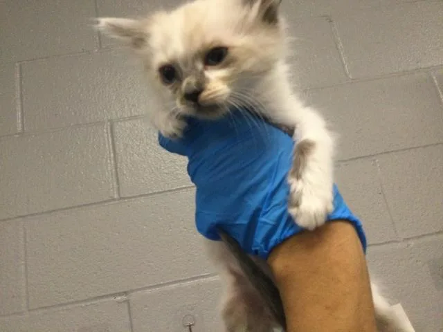 A baby small-sized female Burmese cat named A for adoption in Thousand Palms, CA
