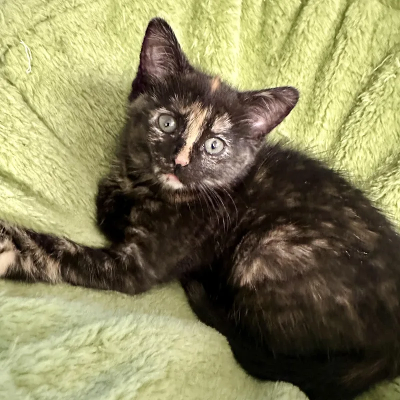 A baby medium-sized female Tortoiseshell Domestic Short Hair cat named Trina for adoption in Pontiac, MI