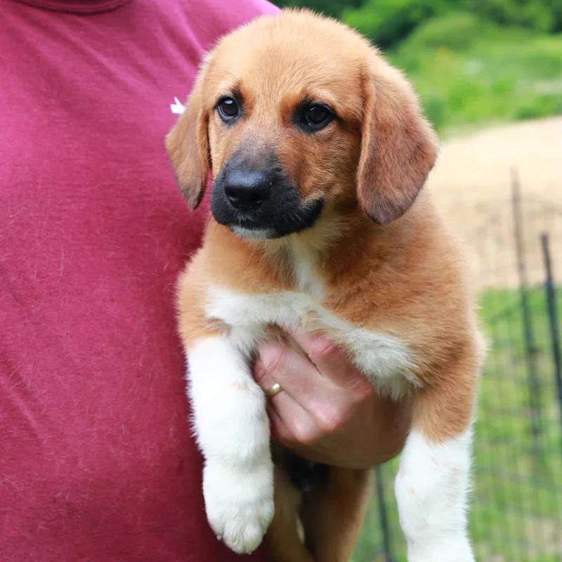 A baby medium-sized male Brown / Chocolate Labrador Retriever dog named CT Kors for adoption in Stormville, NY