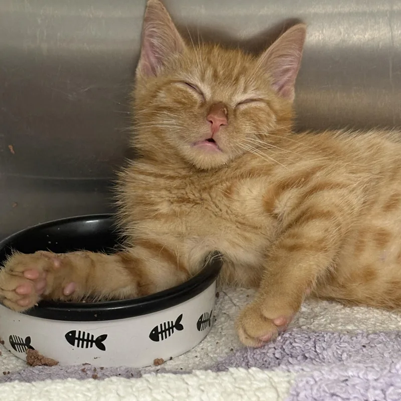 A baby medium-sized male Orange / Red Domestic Short Hair cat named Toulouse for adoption in Youngstown, OH