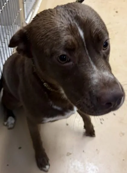 An adult large-sized female Mixed Breed dog named Flourish for adoption in Chamblee, GA