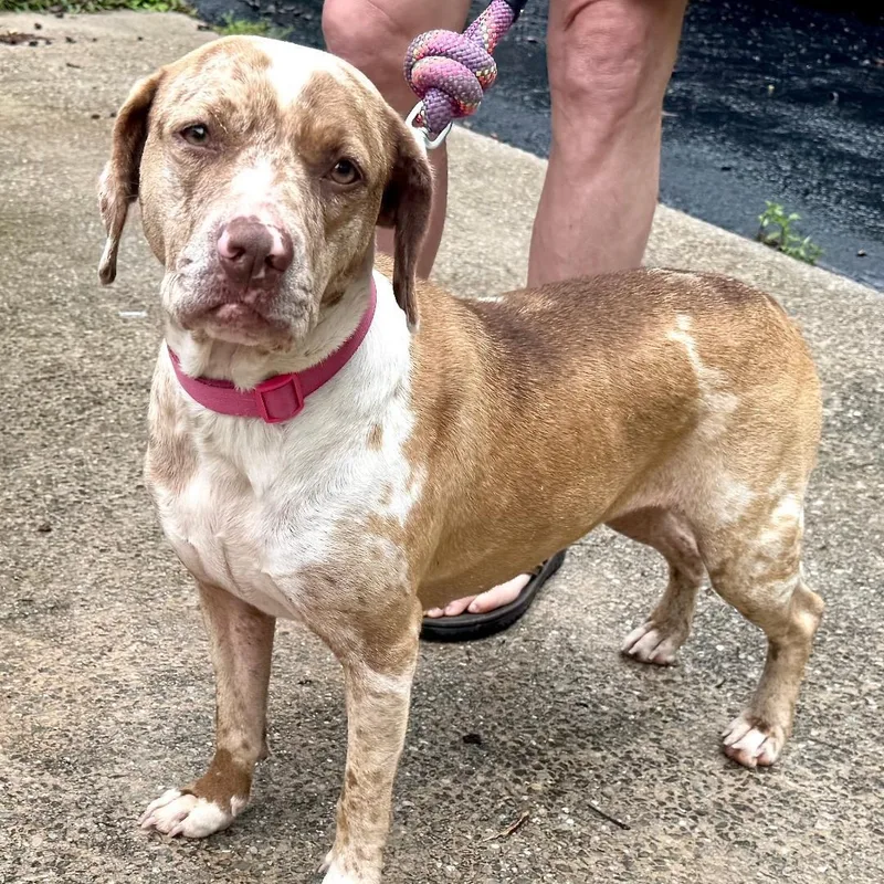 A young medium-sized female Merle (Red) Labrador Retriever dog named Dottie S for adoption in Sequatchie, TN