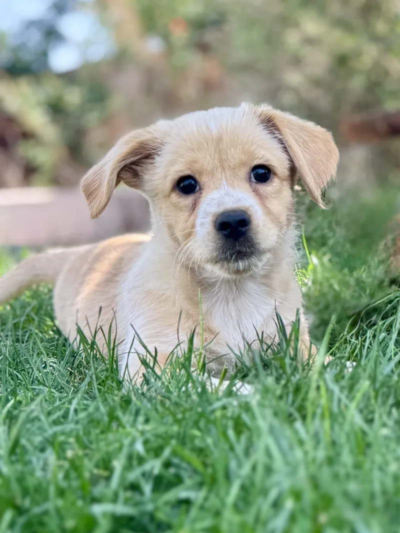 A baby small-sized female Yellow / Tan / Blond / Fawn Terrier dog named Leila for adoption in Coachella, CA