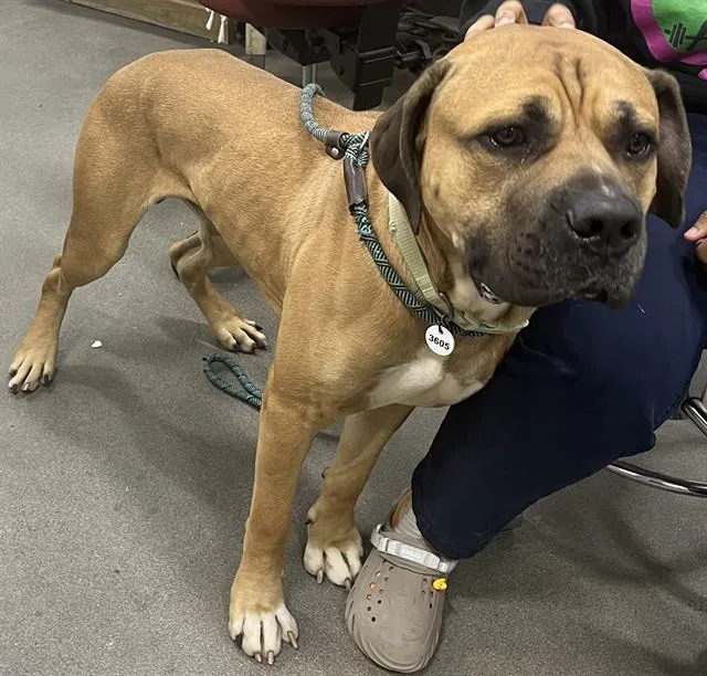 A young extra large-sized male Boerboel dog named Apollo for adoption in Upper Marlboro, MD
