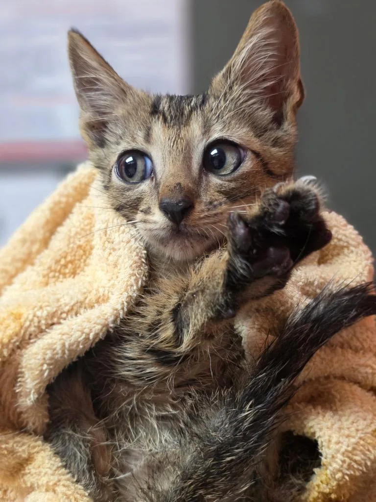 A baby small-sized male Domestic Short Hair cat named Tarantula for adoption in Rockport, TX