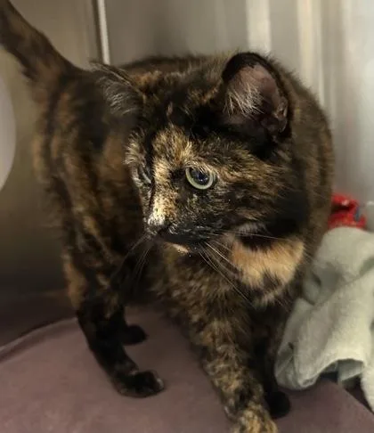 A senior medium-sized female Domestic Short Hair cat named Winnie for adoption in Fishers, IN