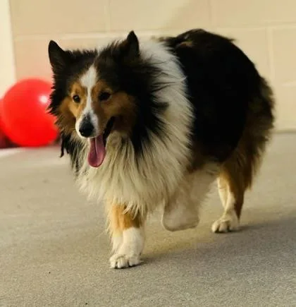 An adult medium-sized male Shetland Sheepdog / Sheltie dog named Firethorn for adoption in West Chester, PA
