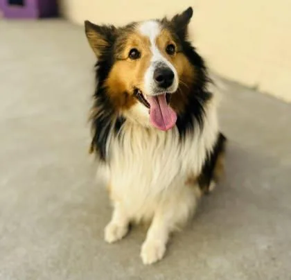 Firethorn thumbnail 2